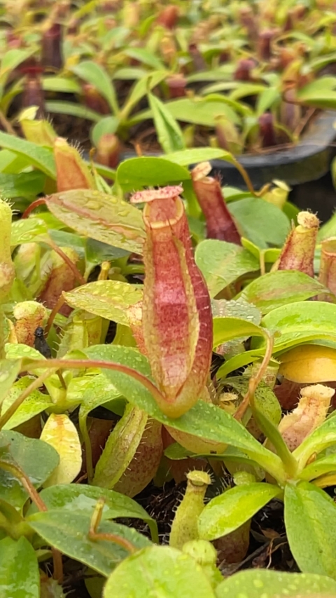 eustachya x ephippiata BE-4695