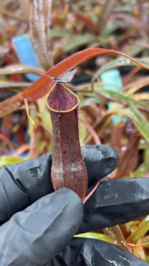 N. gracilis – selected clone: BE-4611 LARGE