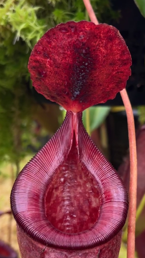 N. talangensis x lowii: BE-4693 - Image 3