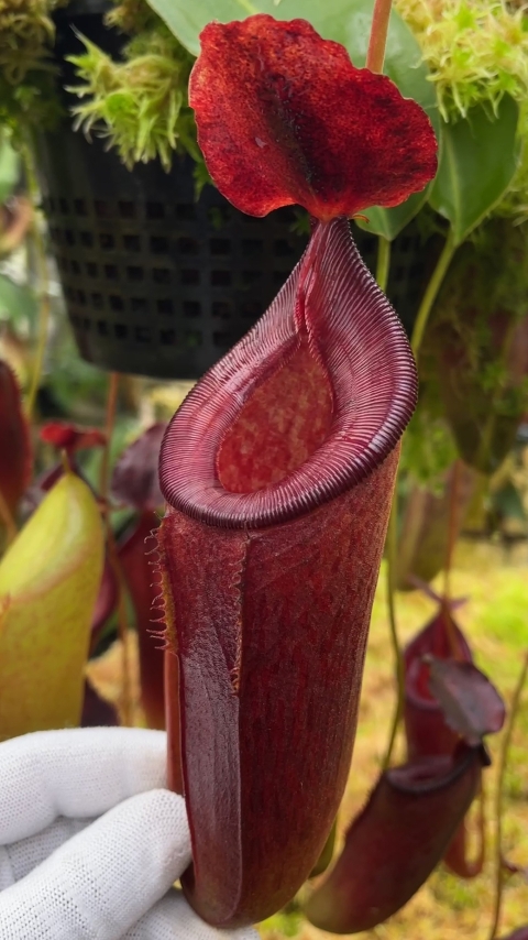 N. talangensis x lowii BE-4693