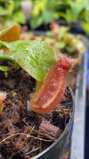 N. vieillardii x robcantleyi: BE-4701