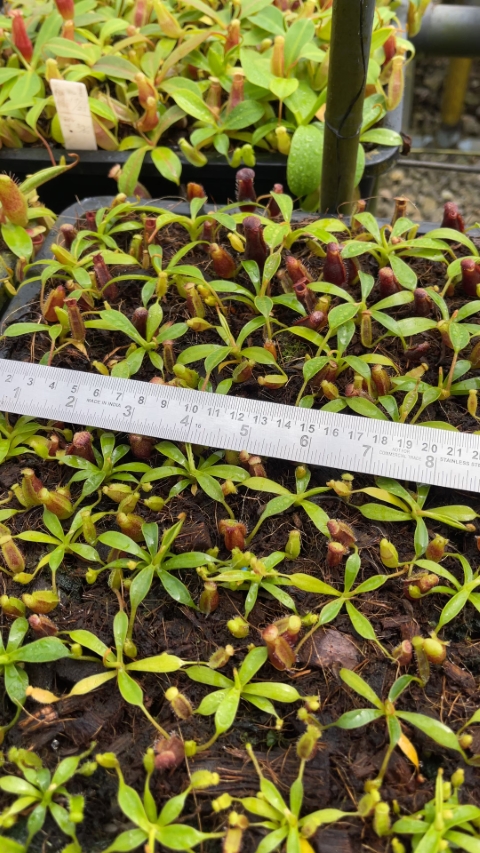 N. (lowii x tentaculata) x lowii: BE-4700 - Image 2