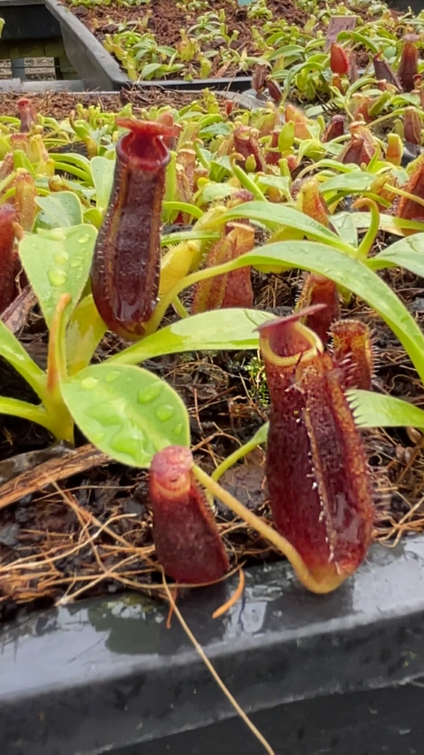 N. (lowii x tentaculata) x lowii: BE-4700