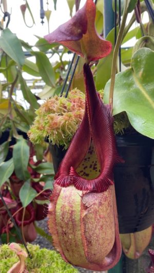 N. robcantleyi x veitchii – selected clone: BE-4707