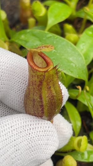 Nepenthes spathulata x jamban BE-4682