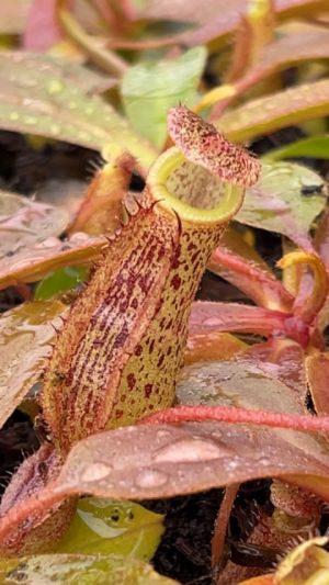 N. hurrelliana x sibuyanensis: BE-4694