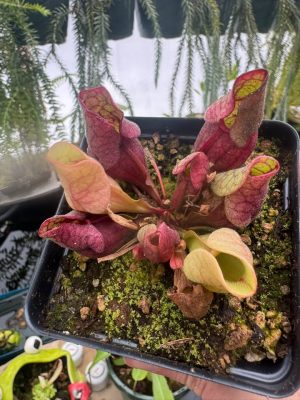 Sarracenia purpurea var. venosa (Purple pitcher plant) plug