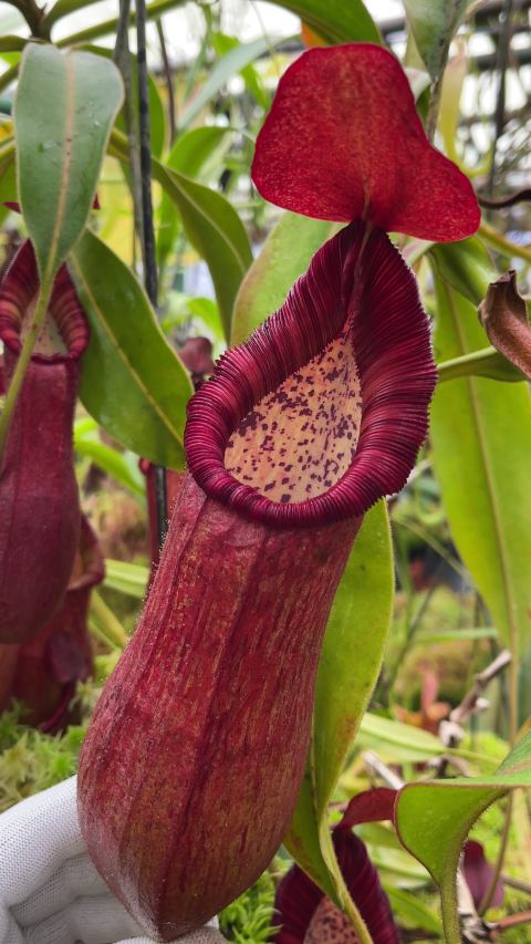 N. petiolata - assorted clones: BE-3913 LARGE - Image 2