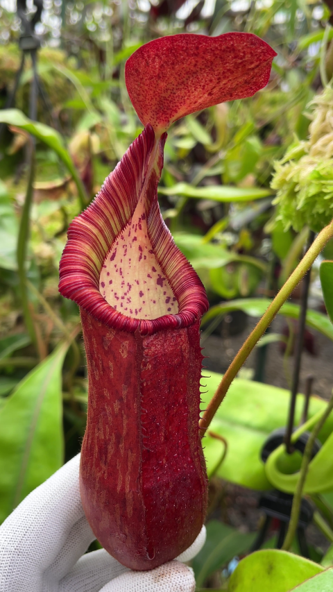 N. petiolata - assorted clones: BE-3913 LARGE - Image 3