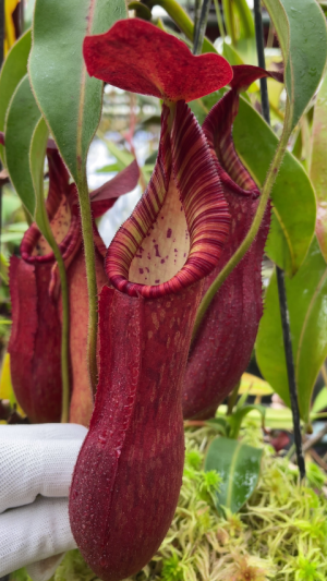 Nepenthes petiolata - assorted clones: BE-3913