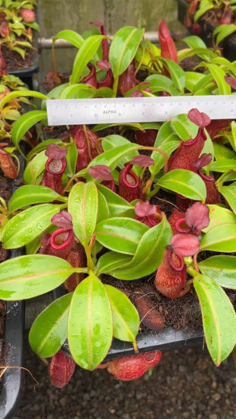 N. petiolata - assorted clones: BE-3913 LARGE - Image 4