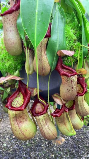 N. ventricosa x robcantleyi – assorted clones: BE-3923