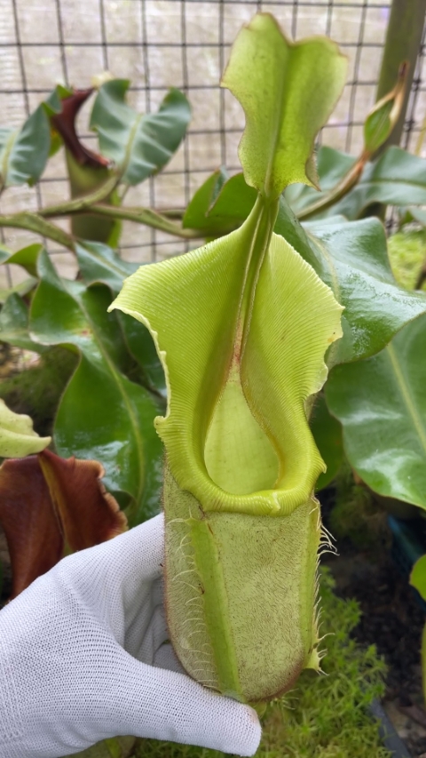 veitchii - intermediate - assorted clones: BE-4087