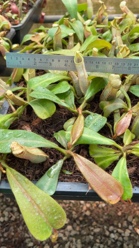 veitchii - intermediate - assorted clones: BE-4087