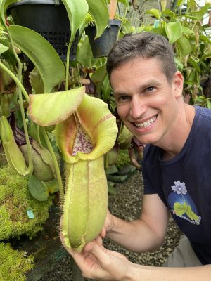 Nepenthes spathulata x robcantleyi – selected clone: BE-4541