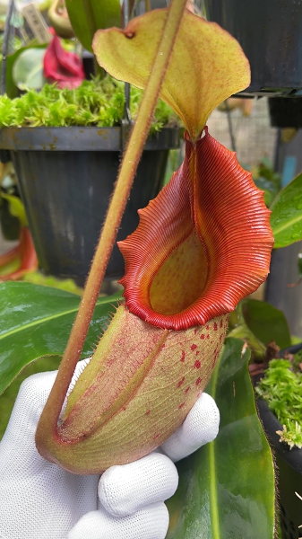 Nepenthes rajah x veitchii 'Gold Rush' – assorted clones: BE-4578