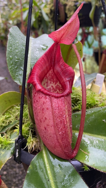 Nepenthes rajah x veitchii 'Gold Rush' – assorted clones: BE-4578