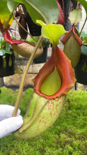 Nepenthes rajah x veitchii 'Gold Rush' – assorted clones: BE-4578
