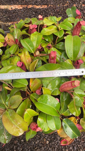 Nepenthes rajah x veitchii 'Gold Rush' – assorted clones: BE-4578