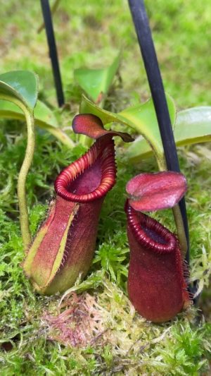 N. x trusmadiensis (lowii x macrophylla) FC-144: BE-4710