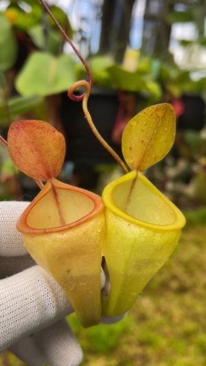 n. pitopangii FC-060: BE-4711