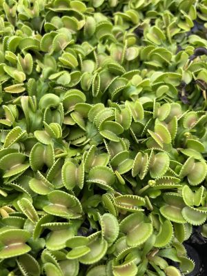 Dionaea muscipula ‘Crenata’