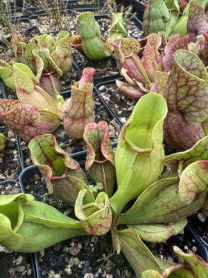 Sarracenia purpurea for sale