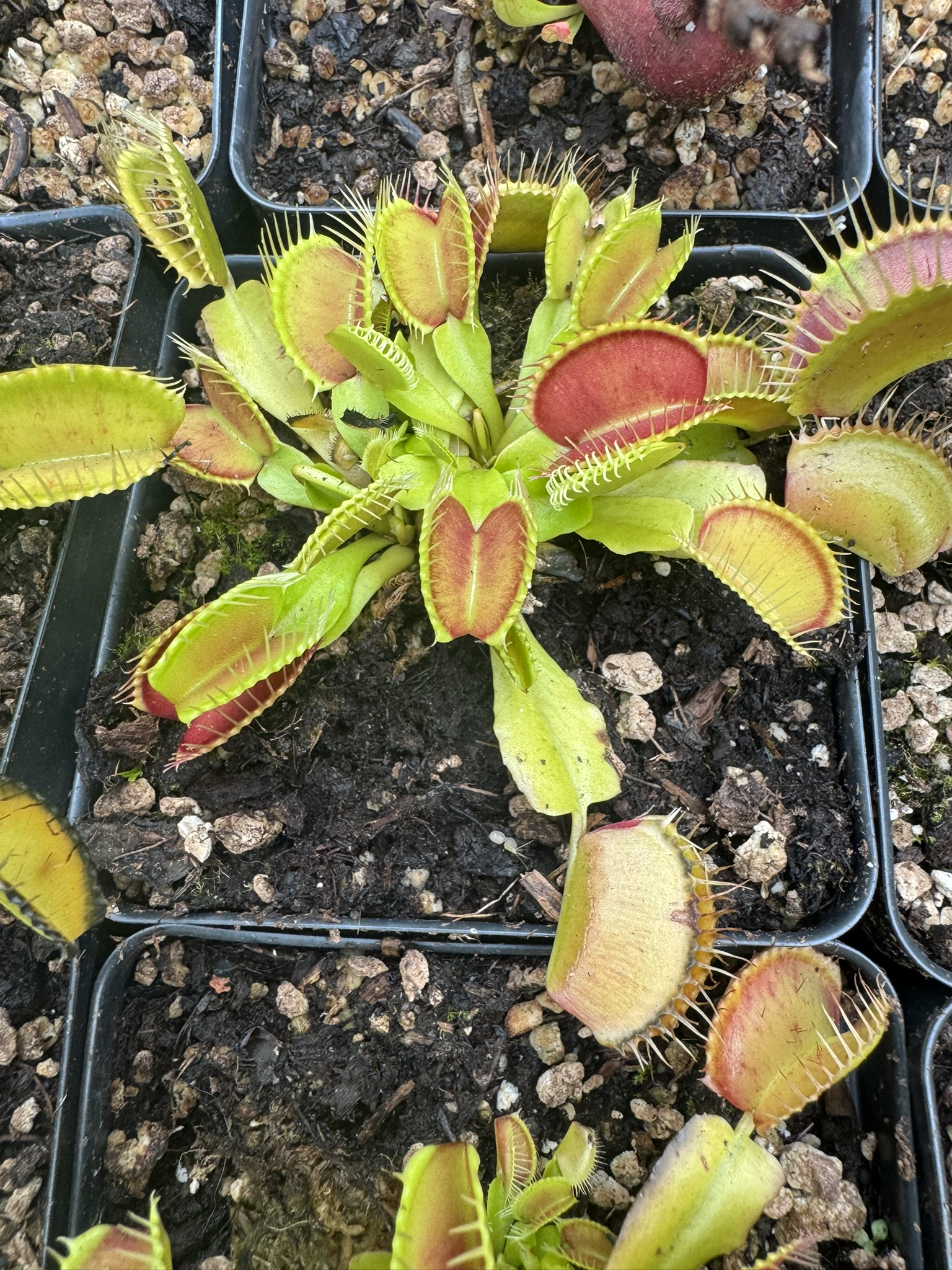venus flytrap for sale