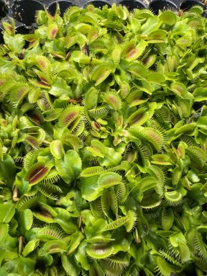 Venus flytrap 'towering giant' for sale