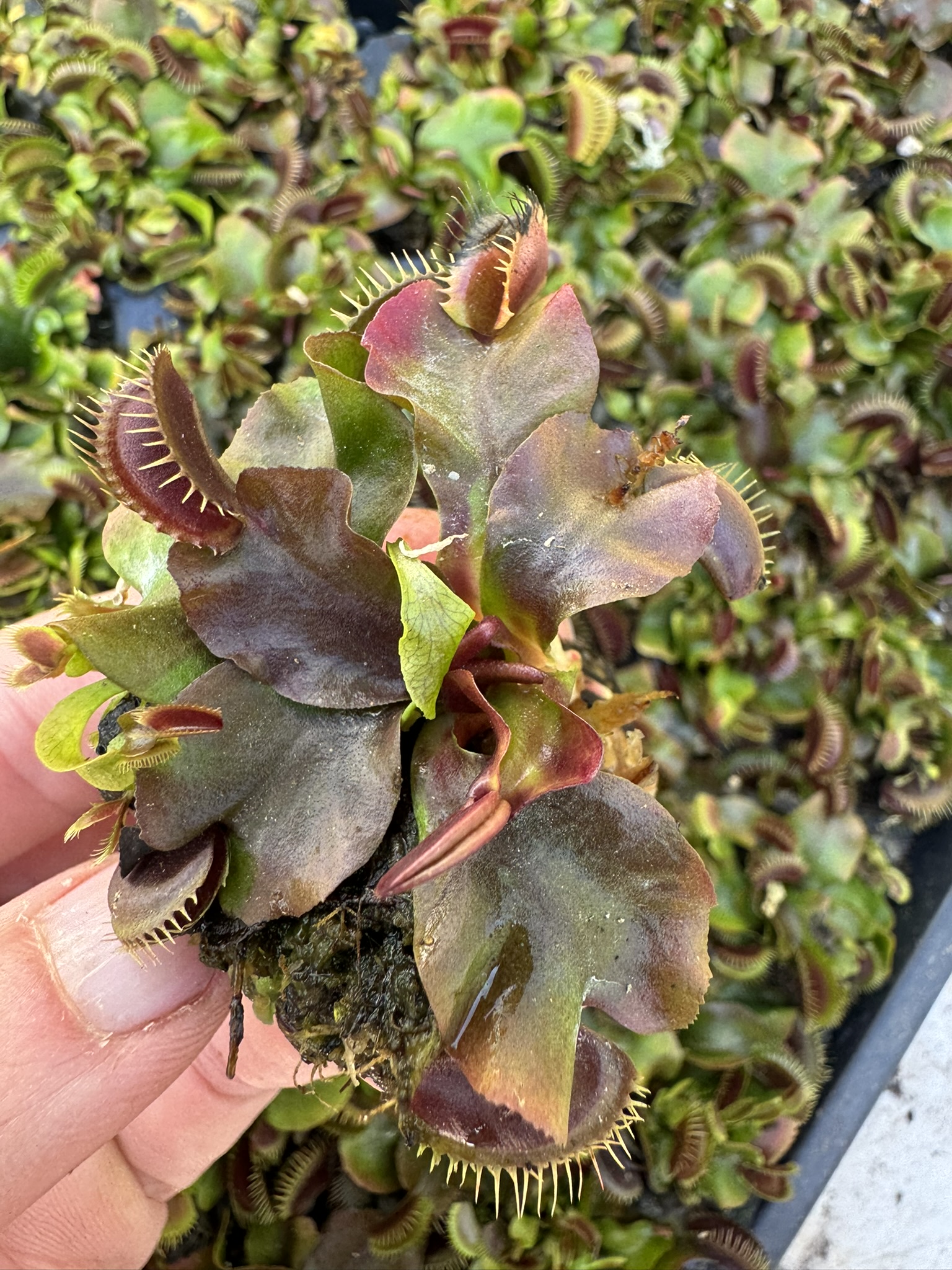 Dionaea muscipula ‘Maroon Monster’ for sale