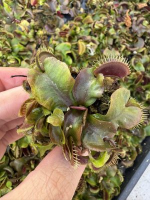 Dionaea muscipula ‘Maroon Monster’ for sale