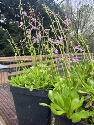 Stylidium debile (Fragile Trigger Plant) for sale