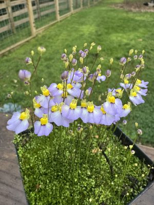 Utricularia bisquamata 'Betty's Bay' for sale
