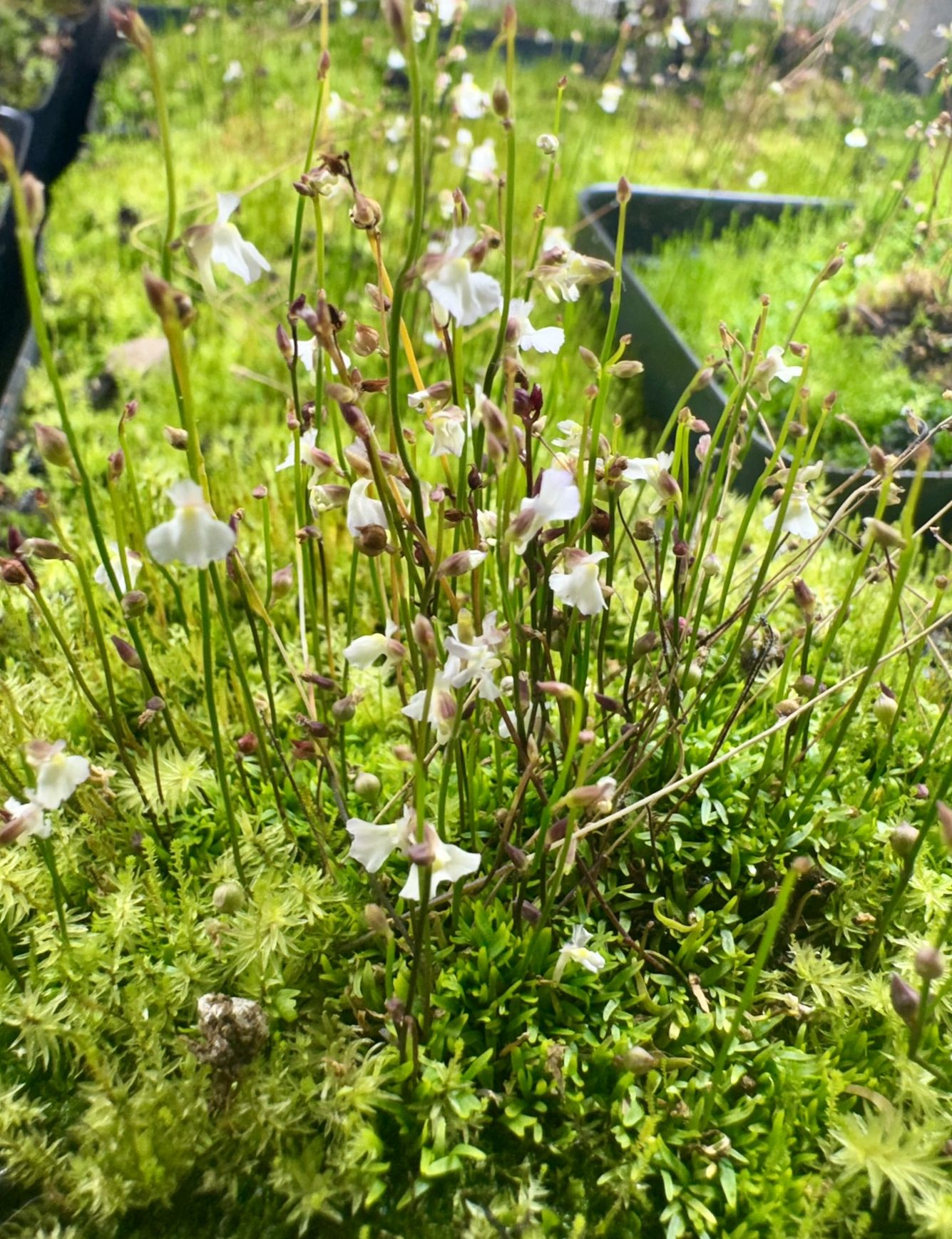 Utricularia rostrata for sale