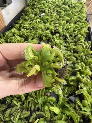 Venus flytrap 'B52' for sale