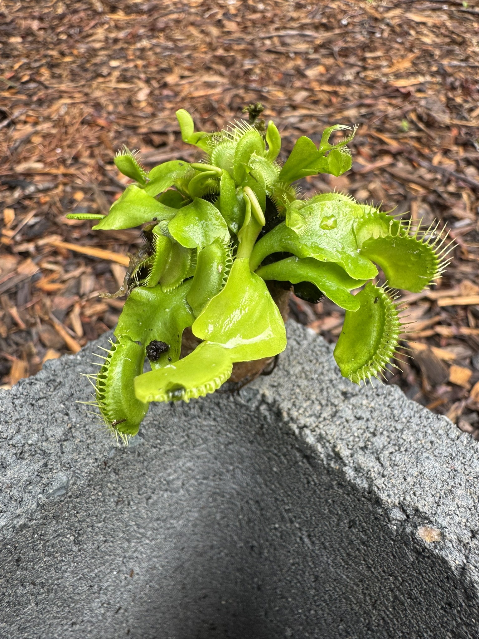 Giant Venus flytrap