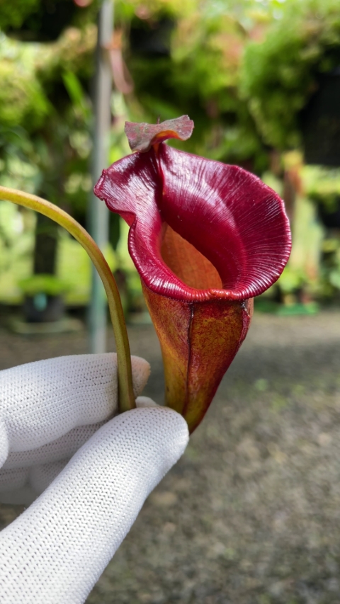 N. jacquelineae - Lusung Tungkut - assorted clones: BE-3092