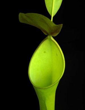 N. reinwardtiana – assorted clones: BE-3159