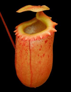 N. sibuyanensis - assorted clones: BE-3164