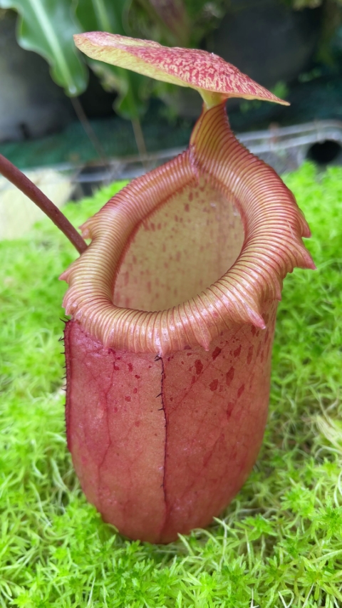 N. sibuyanensis - assorted clones: BE-3164