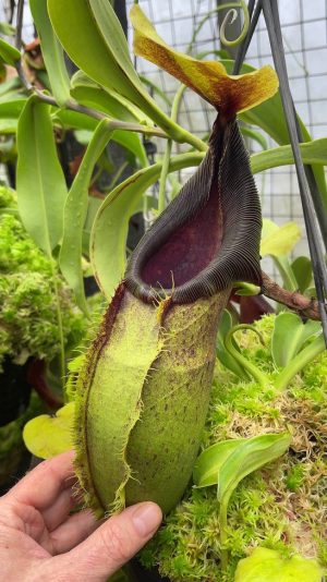 N. spathulata – best selected clone: BE-3175