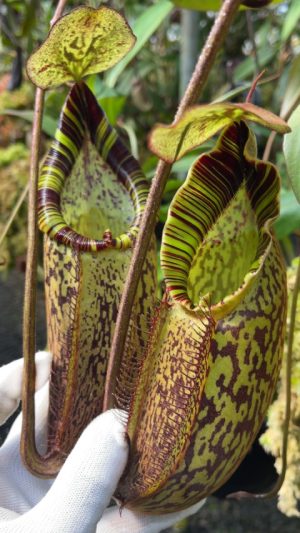 N. spectabilis x mira: BE-3181