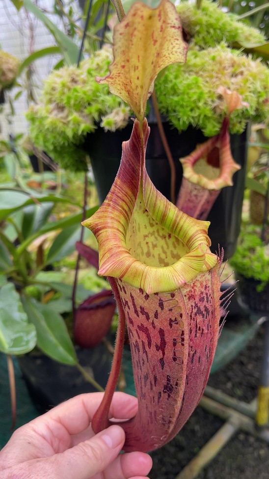 N. veitchii x platychila – selected clones: BE-3213 - Kenny Coogan