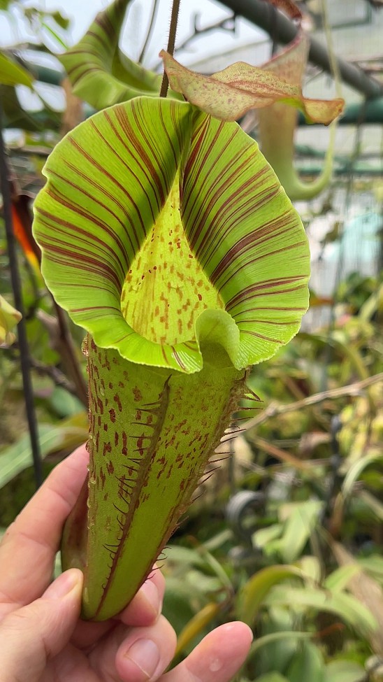 N. veitchii x platychila – selected clones: BE-3213 - Kenny Coogan
