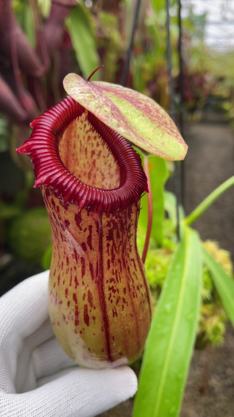 N. ventricosa - Madja-as - selected clone: BE-3278