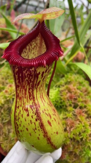 N. ventricosa - Madja-as - selected clone: BE-3278