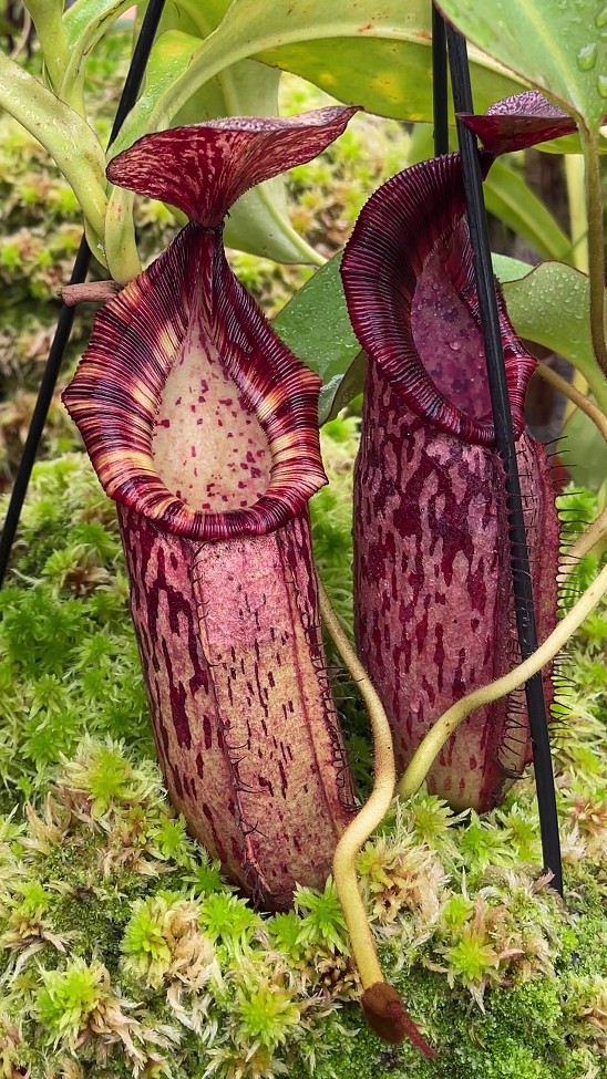 N. (veitchii x lowii) x spectabilis – assorted clones: BE-3400