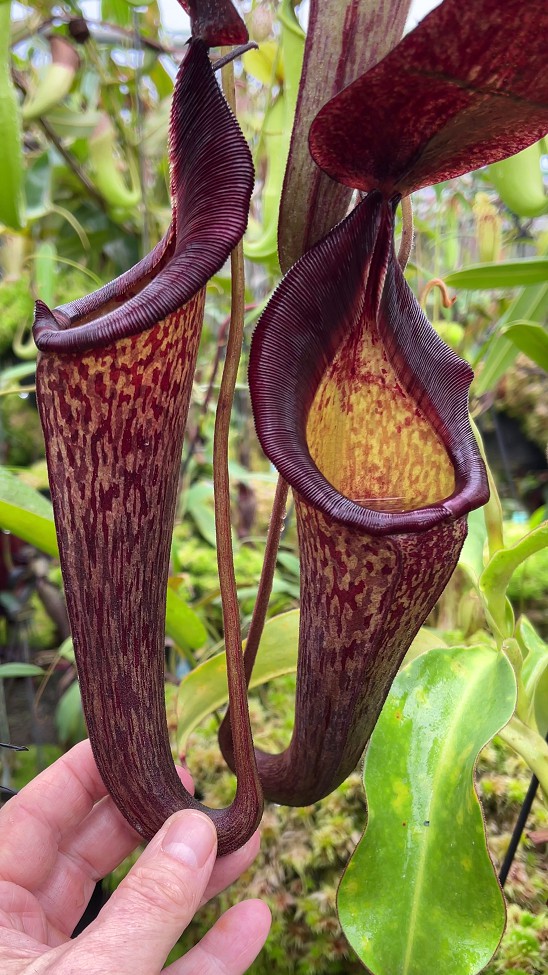 N. (veitchii x lowii) x spectabilis – assorted clones: BE-3400