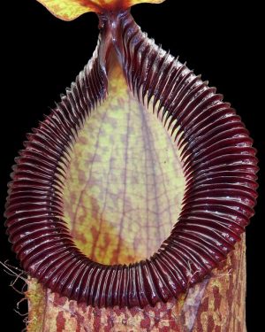 N. sibuyanensis x hamata - assorted clones: BE-3562