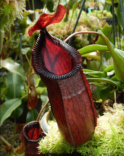 N. sibuyanensis x hamata - assorted clones: BE-3562